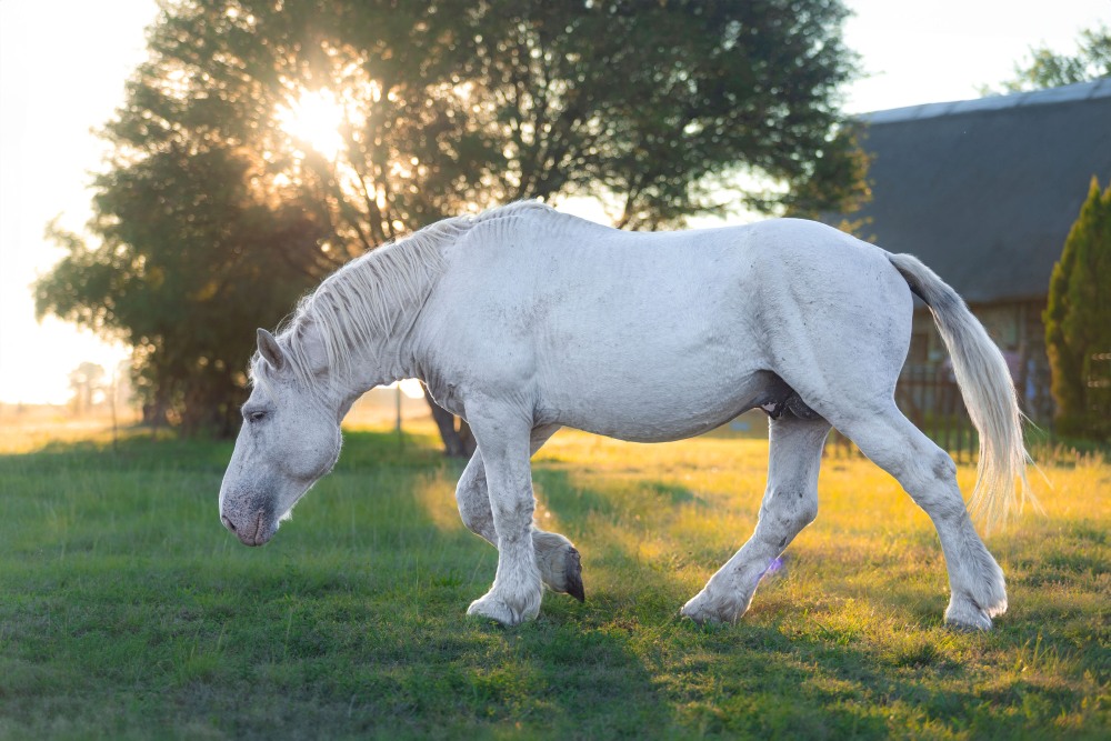 Bosmar Lacotè Cheval Vapeur