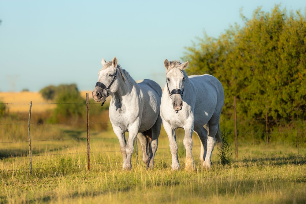 Bosmar Montserrat & Mafura Peate