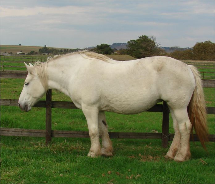 Dame Elsenburg Mazda_Gemini Maurice 2