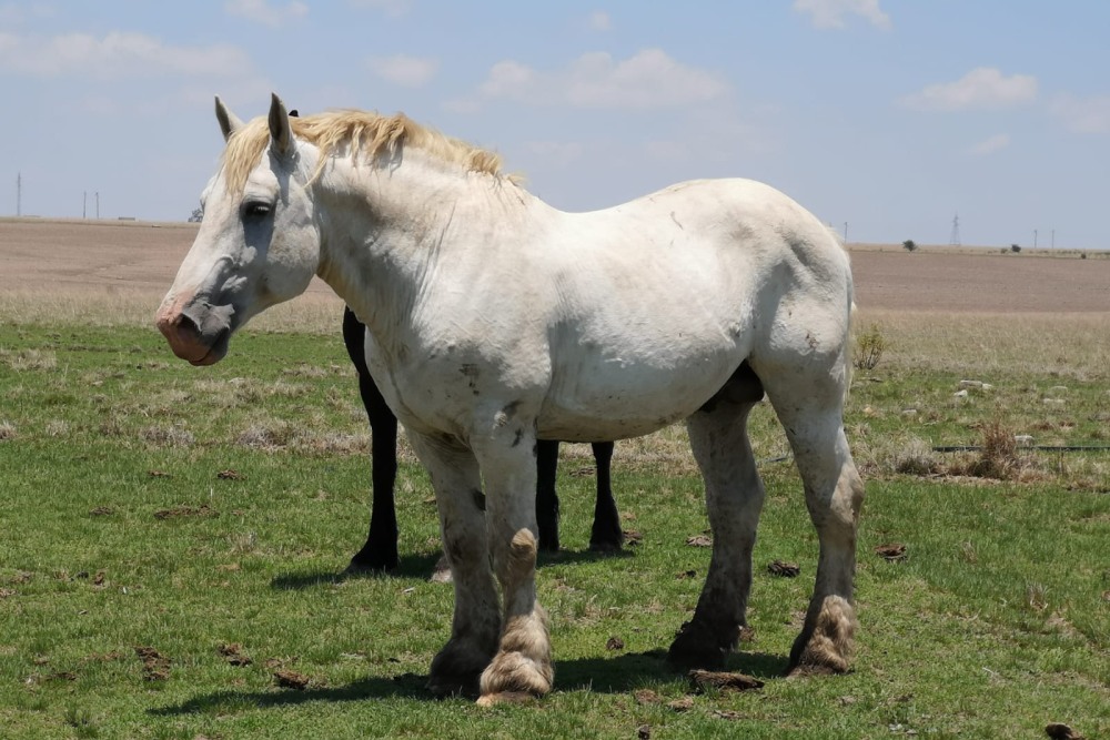 Gemini Maurice Elsenburg Mbeki _Isidore 1