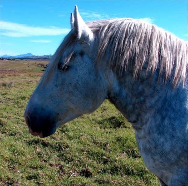 Sire Elsenburg Mbeki