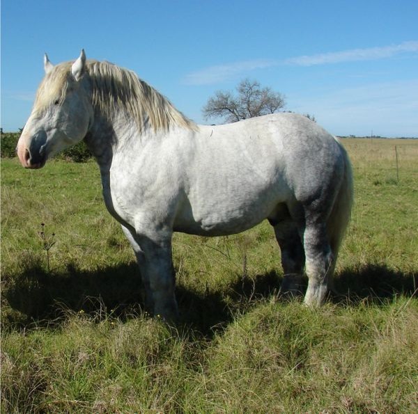 Sire Elsenburg Mbeki 2