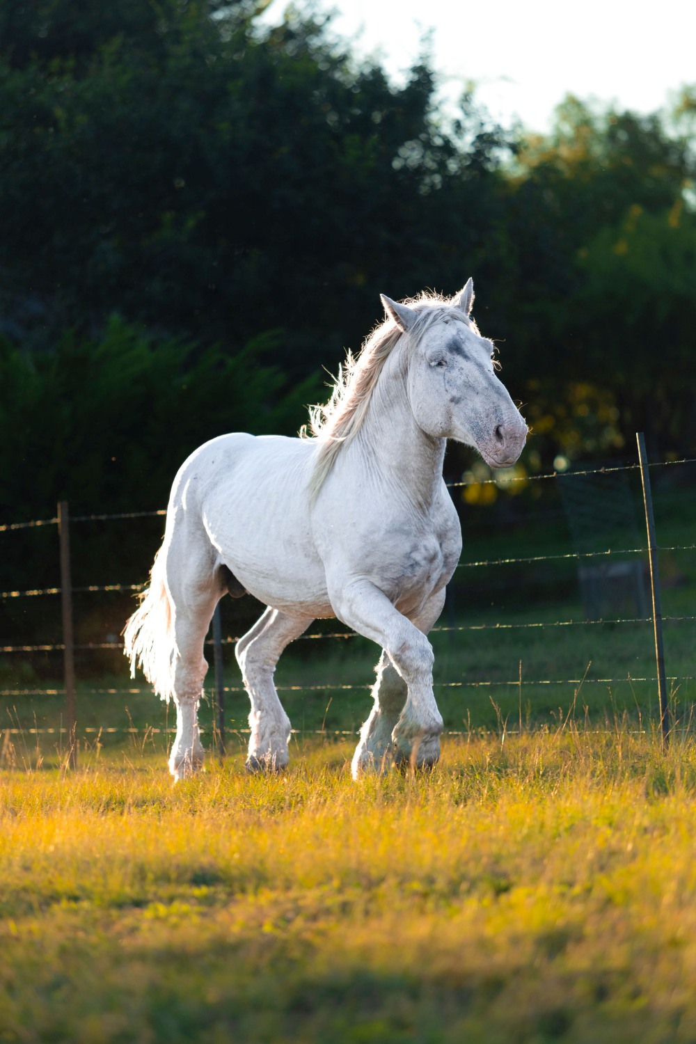 Bosmar Lacotè Cheval Vapeur4
