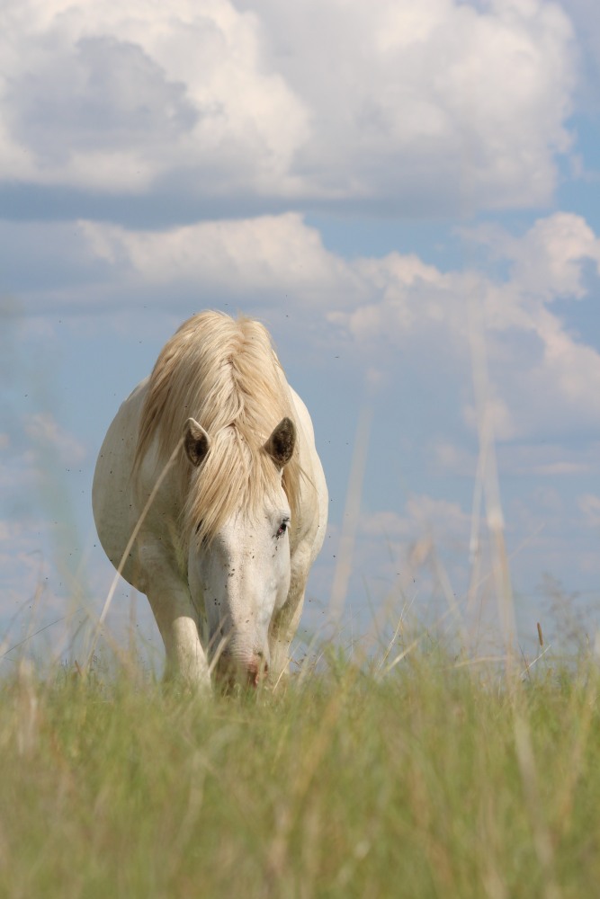 Lacote and  Montserrat