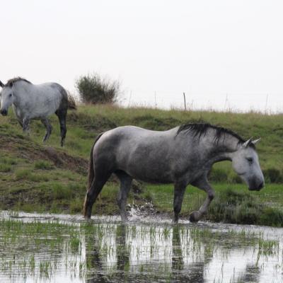Pure Bred Percheron Sport Horses041