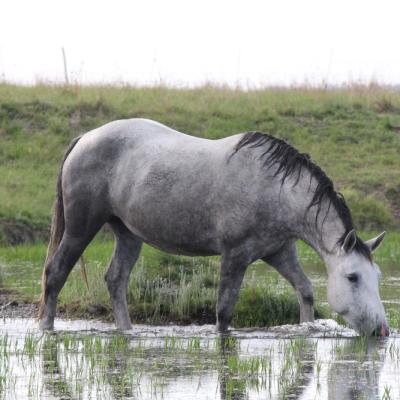 Pure Bred Percheron Sport Horses043