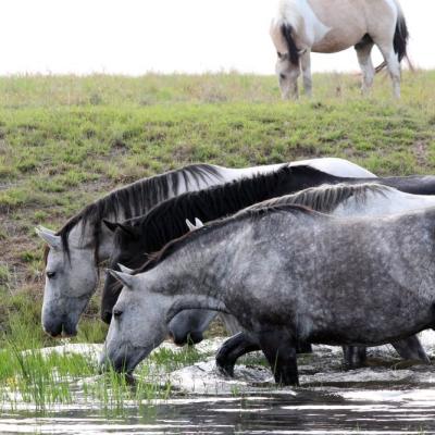 Pure Bred Percheron Sport Horses060