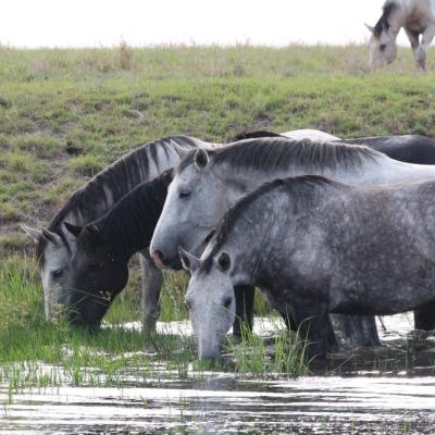 Pure Bred Percheron Sport Horses062