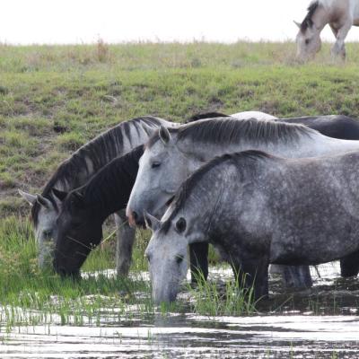 Pure Bred Percheron Sport Horses063