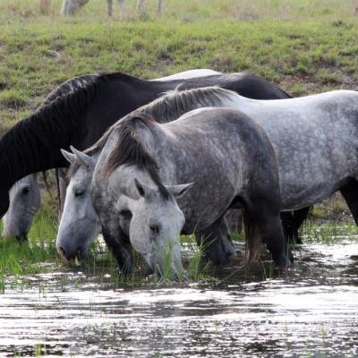 Pure Bred Percheron Sport Horses066